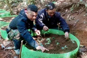 Một xã ở Quảng Ngãi không nhận hoa chúc mừng đại hội, kêu gọi ủng hộ cây giống giúp dân