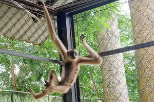 Người dân Củ Chi liên tục giao nộp vượn má vàng quý hiếm cho kiểm lâm