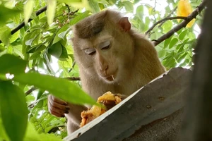 Con khỉ đuôi lợn xổng chuồng, cắn 3 người bị thương ở Bình Tân đã bị bắt