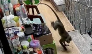 TP.HCM: Khỉ đực hơn 8kg quậy phá, trộm trái cây... bị kiểm lâm bắn thuốc mê