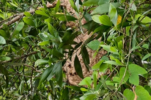 Tổ ong vò vẽ to như trái mít nằm gần Trường THCS Lê Minh Xuân khiến nhà trường, phụ huy lo lắng