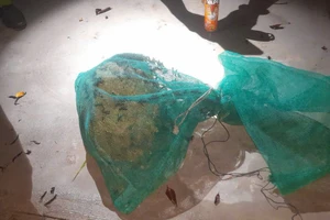 Cảnh sát xử lý tổ ong to như trái mít gần Trường THCS Lê Minh Xuân