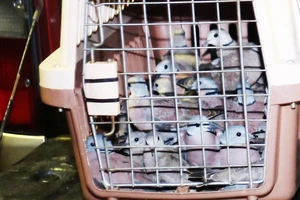 Người phụ nữ chủ lô 500 con chim cu ngói bị phạt hành chính