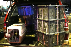 Phát hiện, tạm giữ 500 con chim cu ngói không rõ nguồn gốc tại TP.HCM