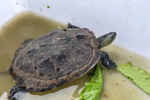 Rùa cổ sọc và tê tê quý bất ngờ xuất hiện trên đường ở TP.HCM được người dân giao kiểm lâm