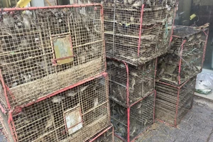 Kiểm lâm TP.HCM tạm giữ 1.000 con chim rừng bán trên đường Thuận Kiều