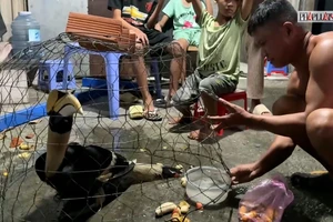 Liên tục chim lạ, quý hiếm sà vào gần nhà dân ở xã Xuân Thới Sơn