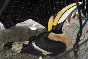 Người dân TP.HCM giao chim hồng hoàng quý hiếm cho kiểm lâm