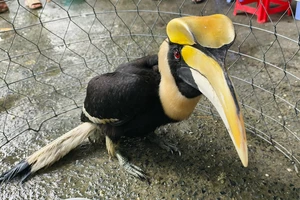 Hai con chim hồng hoàng quý xuất hiện ở TP.HCM là điều chưa từng xảy ra