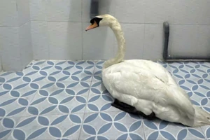 Công an phường Sài Gòn nhanh chóng truy xét, giải cứu thiên nga bị trộm tại Thảo Cầm viên