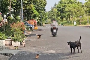 Xã Nhà Bè, TP.HCM: Người dân khốn khổ, bị tai nạn vì chó thả rông