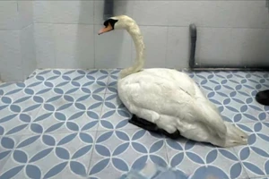 Khởi tố người đàn ông đột nhập Thảo Cầm Viên Sài Gòn trộm thiên nga trắng