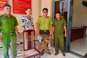 Phát hiện con khỉ đuôi lợn trong vườn, người phụ nữ liền báo công an
