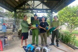 Nhiều người giao nộp chim công sau vụ một hộ nuôi loài chim này bị khởi tố