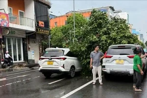Cây xanh bật gốc đè trúng 2 ô tô ở TP.HCM