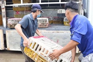 Lời khai của nhóm trộm, thu gom mèo đặc biệt lớn ở TP.HCM