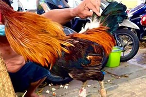 Tân Phú: Bắt quả tang 23 người đá gà ăn tiền