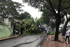 Cây xanh lớn ngã đè lên một xe tải ở Phú Nhuận