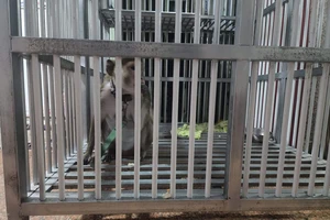 Bàn giao con kỳ đà quý hiếm cho kiểm lâm TP.HCM 