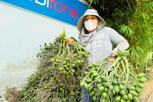 Nông dân Quảng Ngãi trúng đậm nhờ giá cau tăng kỷ lục