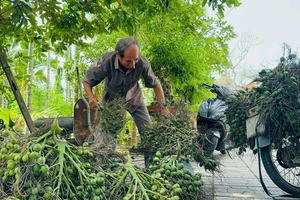 Giá cau cao chưa từng có, Quảng Ngãi tức tốc ra khuyến cáo