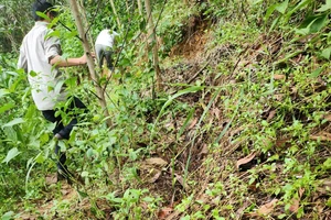 Núi Mang Kà Muồng ở Quảng Ngãi nứt toác, đề nghị công bố tình huống khẩn cấp