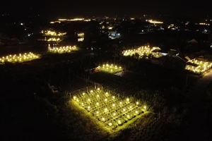 Quảng Ngãi: Rực sáng ở thủ phủ hoa cúc tết lớn nhất miền Trung