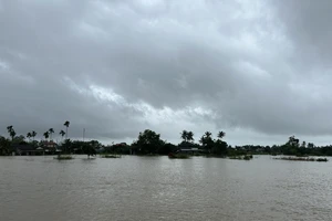 Ngập úng hơn 1.200 ha lúa đã gieo sạ ở Quảng Ngãi 