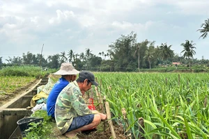 Quảng Ngãi: Hoa lay ơn vụ Tết chết hàng loạt, nông dân lo mất trắng