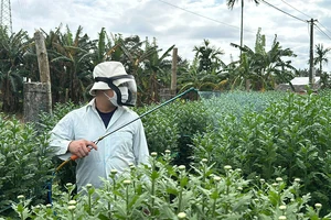 Vắng khách mua, người trồng hoa cúc Tết ở Quảng Ngãi như 'ngồi trên đống lửa'