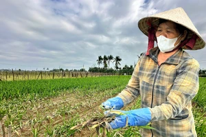 Video: Hoa lay ơn vụ Tết chết hàng loạt, nông dân Quảng Ngãi lo mất trắng