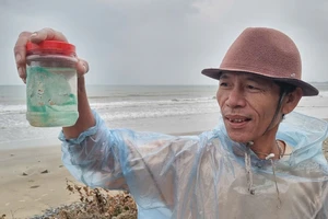 Ngư dân Quảng Ngãi kiếm đến 20 triệu mỗi ngày nhờ ‘săn’ tôm hùm giống