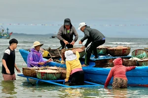 Ngư dân Quảng Ngãi bội thu mùa ruốc biển