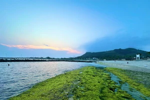 Mùa rêu xanh tuyệt đẹp trên đảo Lý Sơn