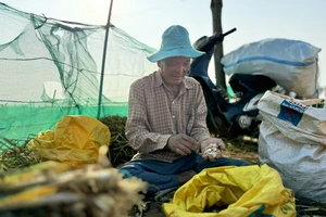 Lý Sơn hiếm tỏi cô đơn