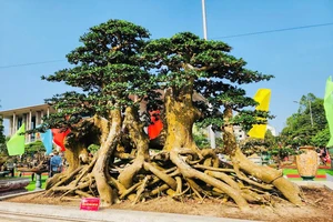 1.000 cây bonsai siêu độc lạ so tài tại Quảng Ngãi