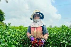 Trung Quốc tiêu thụ mạnh, giá ớt tăng cao kỷ lục, nông dân Quảng Ngãi trúng đậm