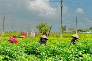 Video: Giá ớt tăng cao chưa từng có, nông dân Quảng Ngãi thắng lớn 