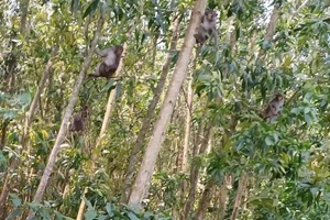 Khỉ hoang phá hoại hoa màu, nông dân Quảng Ngãi lo lắng