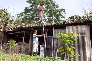 Video: Nông dân Quảng Ngãi đau đầu với đàn khỉ phá hoại hoa màu