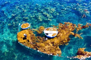 Vớt rong mơ: Nghề mưu sinh độc đáo của ngư dân Quảng Ngãi