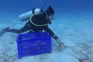 Thả hàng chục con cua huỳnh đế mang trứng về biển Lý Sơn