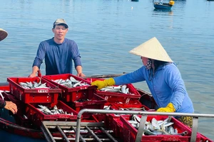Ngư dân Quảng Ngãi tất bật vào mùa cá nục