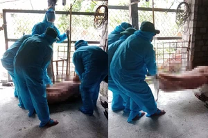 Bệnh dịch tả lợn Châu Phi lan rộng, Quảng Ngãi nỗ lực ứng phó