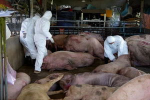 1 cơ sở ở Quảng Ngãi gom hàng chục con lợn mắc bệnh dịch tả để bán vào phía Nam