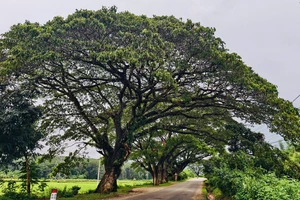 Cận cảnh hàng me tây trăm tuổi từng bị 'lột da’ ở Quảng Ngãi