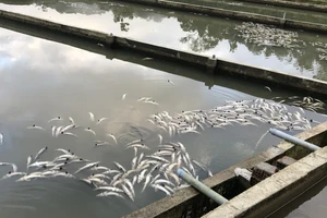 Quảng Ngãi: Mưa lũ làm chết 45 tấn cá tầm, thiệt hại hơn 7,7 tỉ đồng