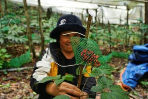 Người vùng cao Quảng Ngãi biến đại ngàn thành 'sinh kế xanh'