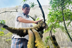 Thu tiền triệu từ những gốc tre tưởng chừng chỉ bỏ đi 