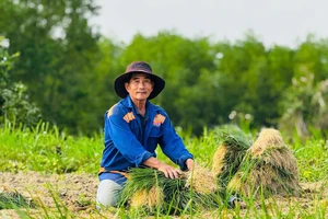 Nông dân 'thủ phủ' kiệu ở Quảng Ngãi phấn khởi đón Tết khi được mùa, giá cao